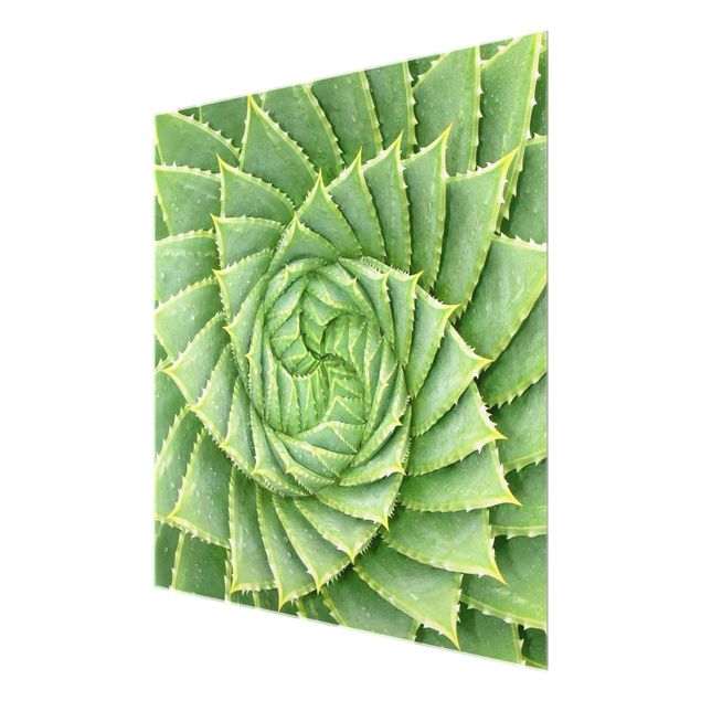 Glas Magnetboard Aloe a spirale