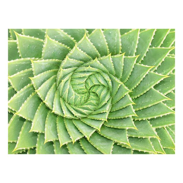 Glas Magnettafel Aloe a spirale