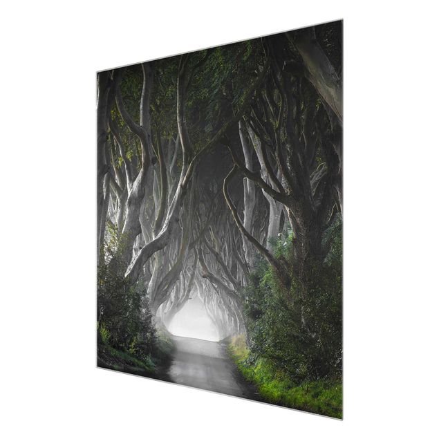 Quadro grigio Foresta in Irlanda del Nord