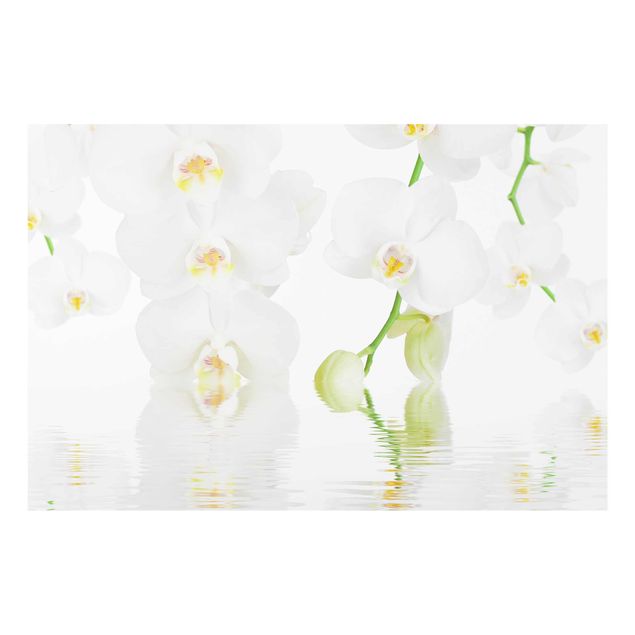 Quadri fiori Wellness Orchid