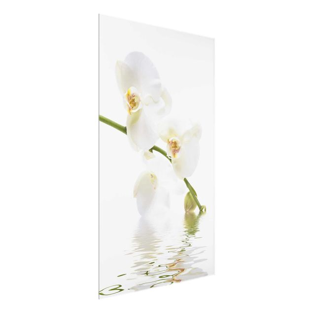 Quadri moderni   Acque di orchidea bianca