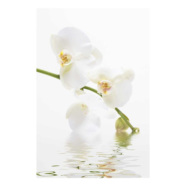 Quadri con fiori Acque di orchidea bianca