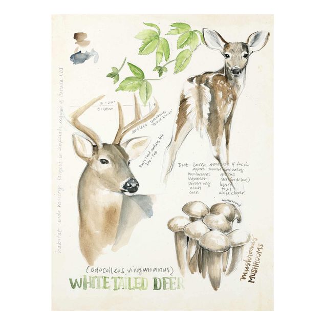 Quadro marrone Diario della natura selvaggia - Cervo