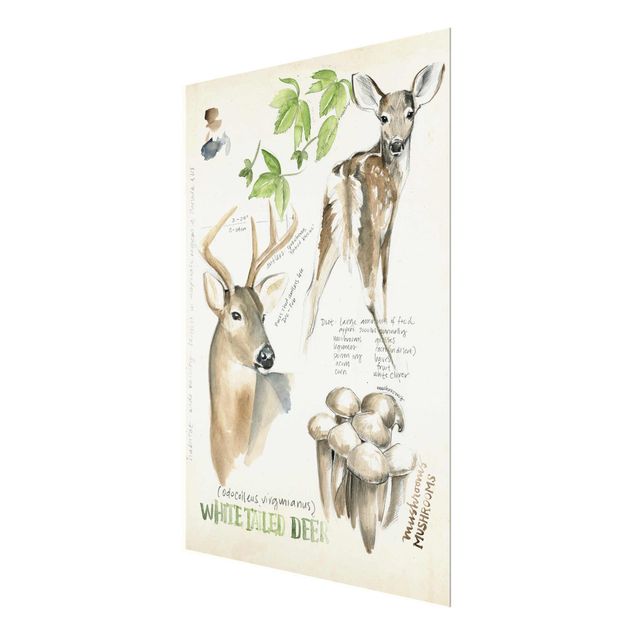 Stampe Diario della natura selvaggia - Cervo