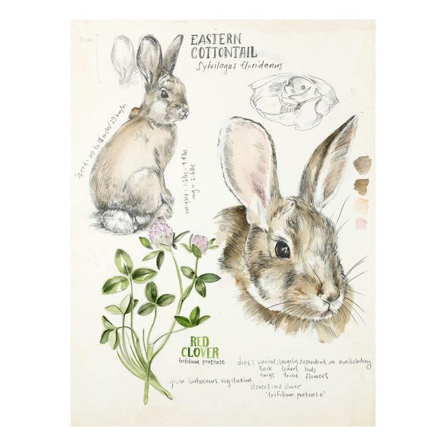 Quadri Diario della natura selvaggia - Coniglio