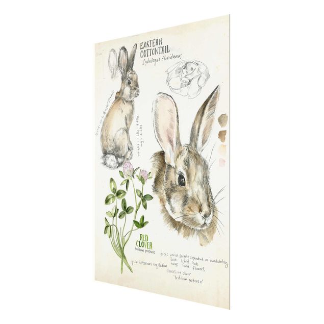 Magnettafel Glas Diario della natura selvaggia - Coniglio