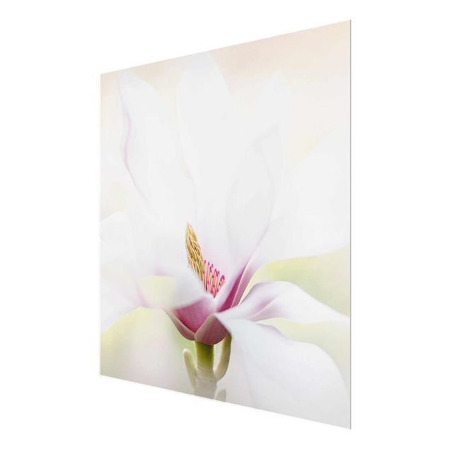 Quadro in vetro - Delicate Magnolia Blossom - Quadrato 1:1