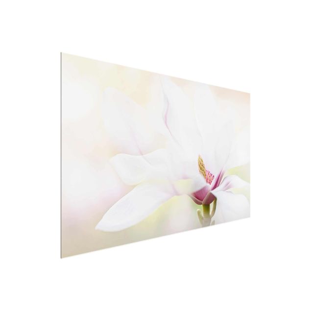 Quadri stampe Delicato fiore di magnolia