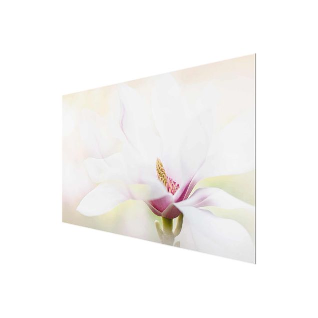 Quadro in vetro - Delicate Magnolia Blossom - Orizzontale 3:2