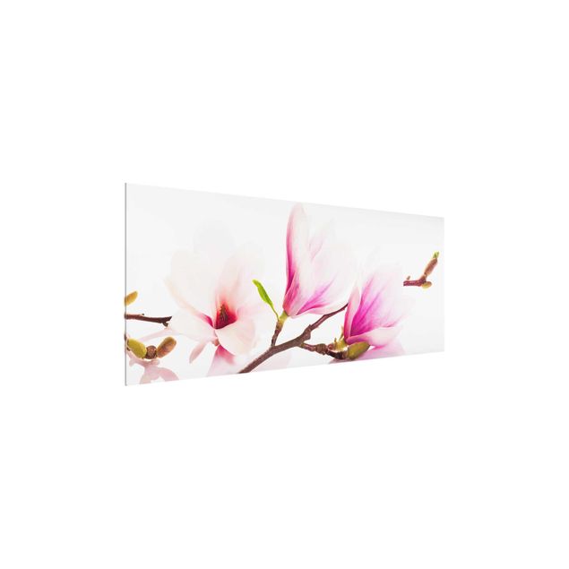 Quadro rosa Delicato ramo di magnolia