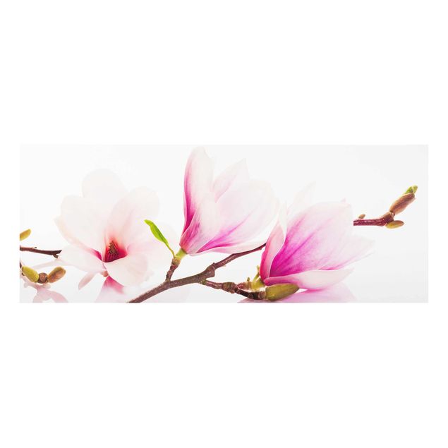Quadri Delicato ramo di magnolia