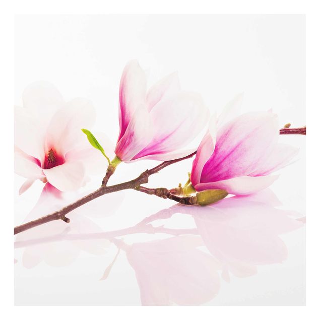 Stampe Delicato ramo di magnolia