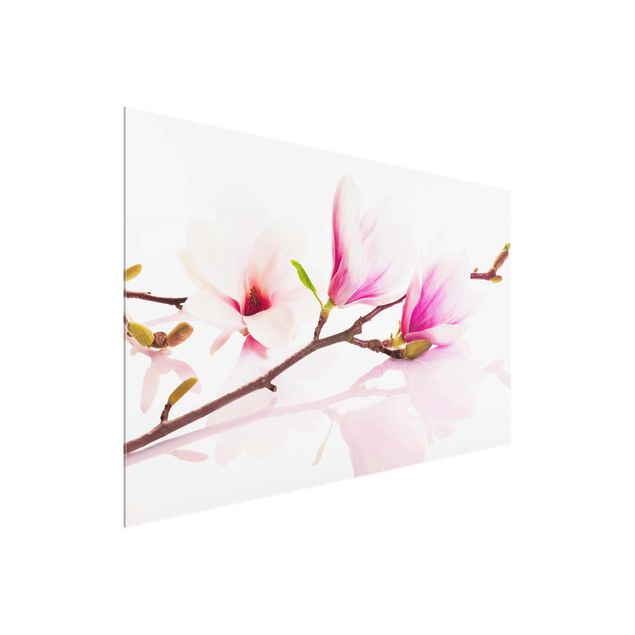 Quadri rosa Delicato ramo di magnolia
