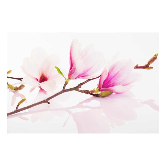 Quadri stampe Delicato ramo di magnolia