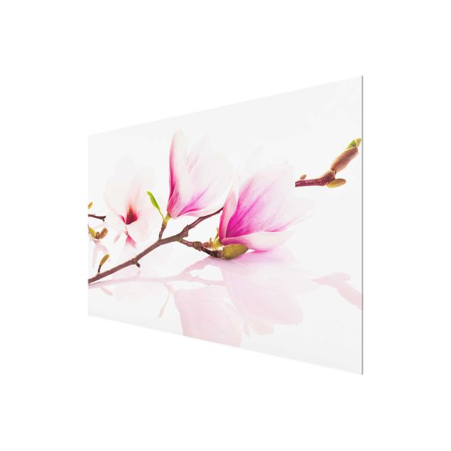 Glas Magnetboard Delicato ramo di magnolia