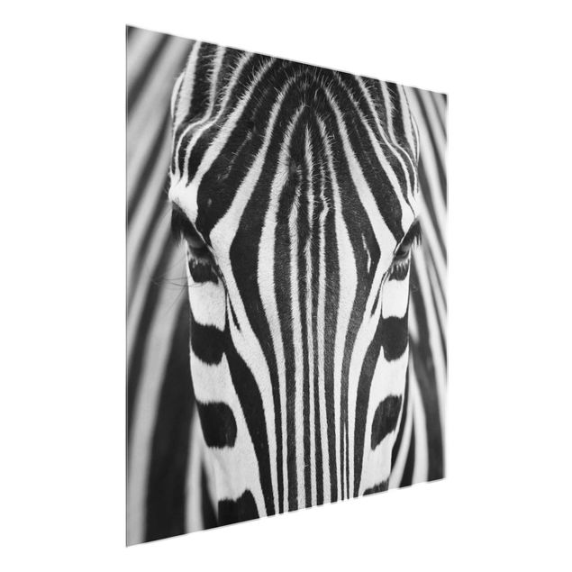Quadri bianco e nero Sguardo da zebra