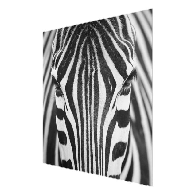 Stampe Sguardo da zebra