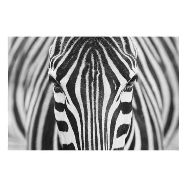 Quadri in vetro con animali Sguardo da zebra