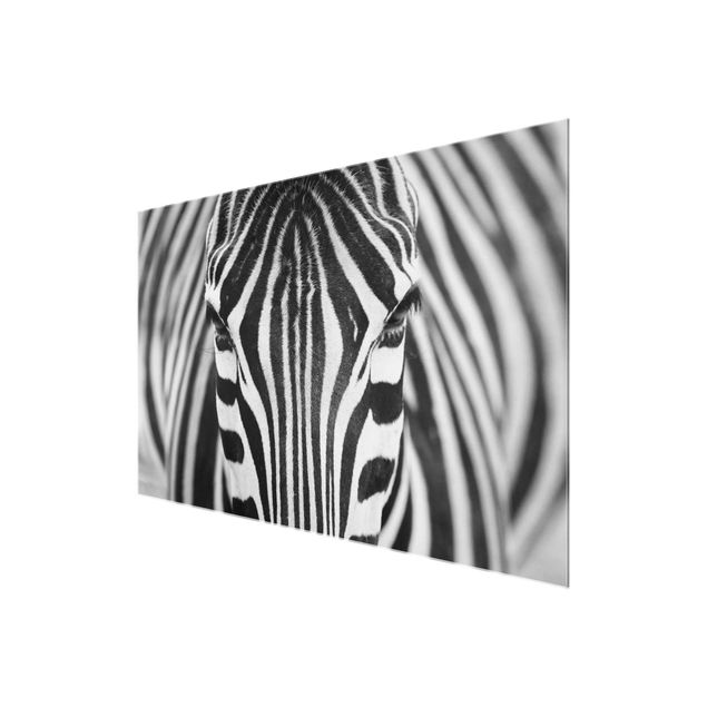 Stampe Sguardo da zebra