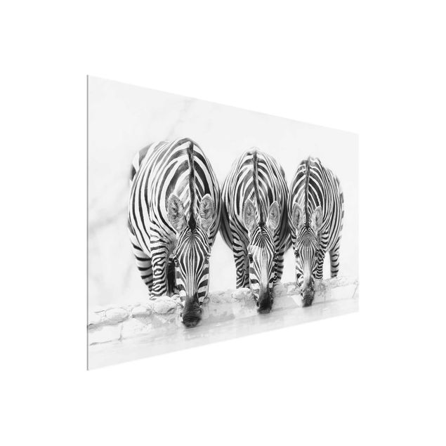 Quadri in vetro con animali Trio di zebre in bianco e nero