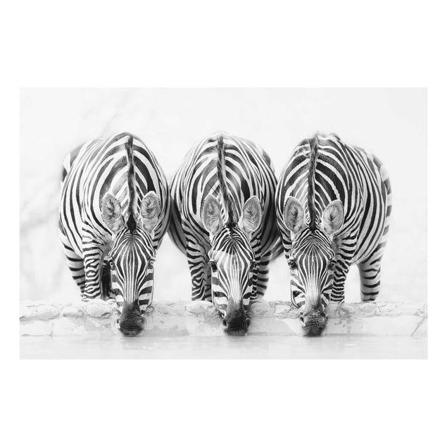 Stampe Trio di zebre in bianco e nero