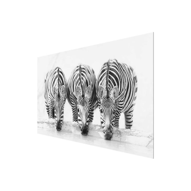 Glas Magnettafel Trio di zebre in bianco e nero