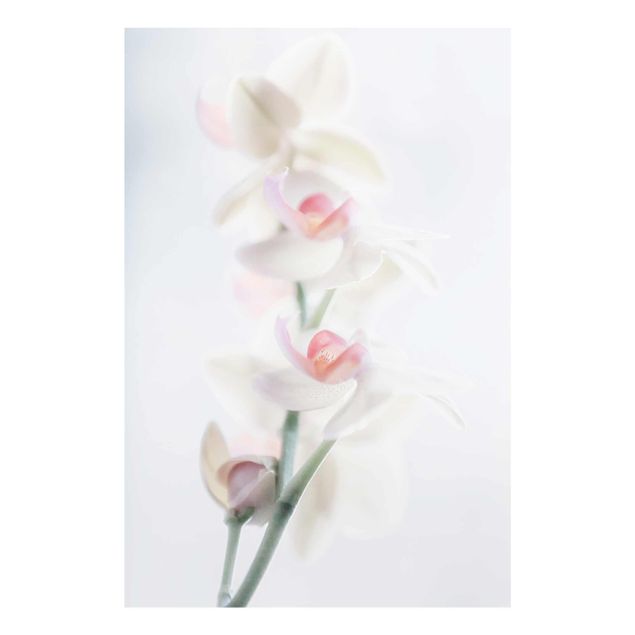 Quadri fiori Delicata orchidea