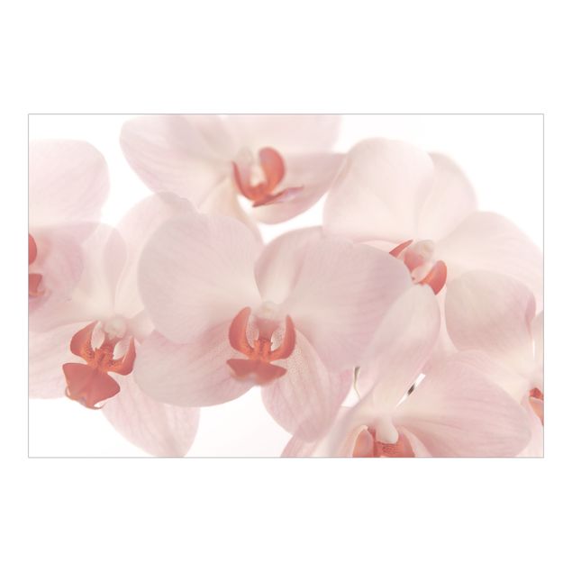 Carta parati rosa Carta da parati floreale con orchidea - Svelte Orchids