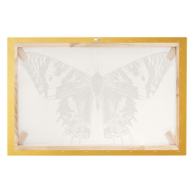 Quadri su tela Illustrazione di farfalla del Madagascar che vola