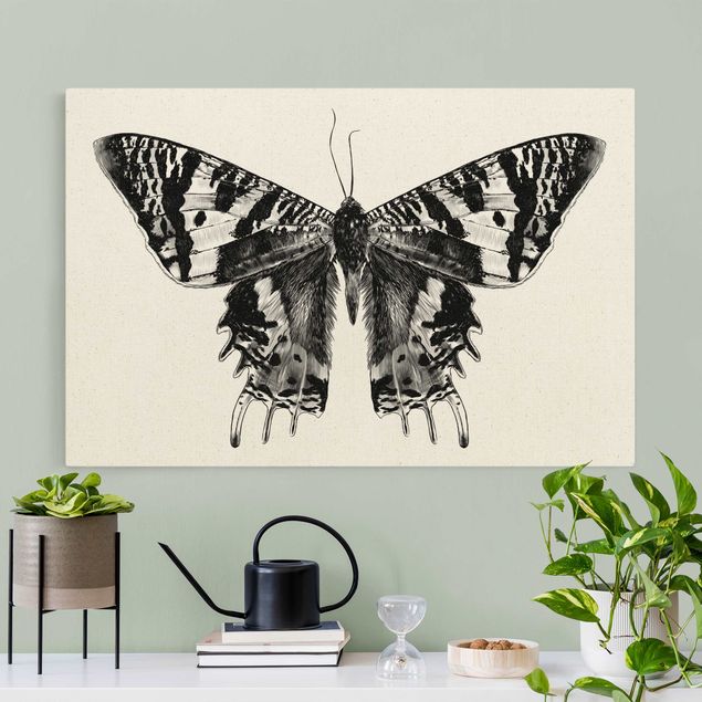 Quadri con farfalle Illustrazione Farfalla volante del Madagascar