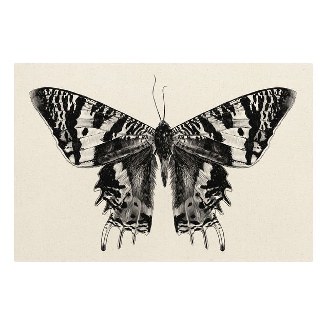 Quadro su tela animali Illustrazione Farfalla volante del Madagascar