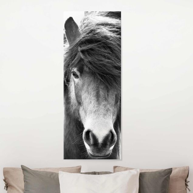 Quadri cavallo Cavallo islandese in bianco e nero