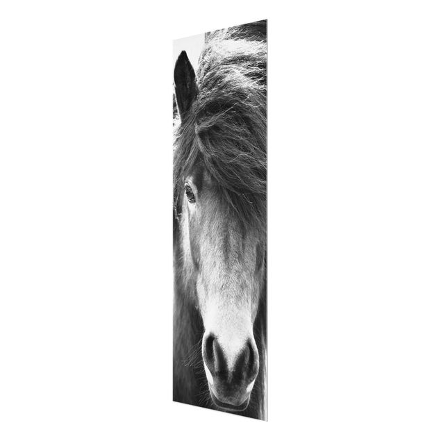 Quadri stampe Cavallo islandese in bianco e nero