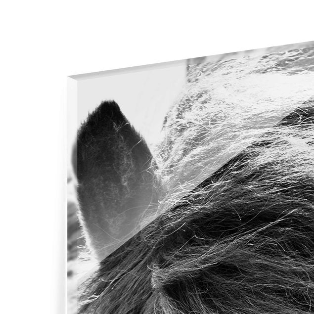 Glas Magnetboard Cavallo islandese in bianco e nero