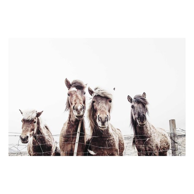 Quadri marroni Cavallo islandese