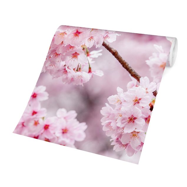 Carte da parati architettura Fioriture di ciliegio giapponesi