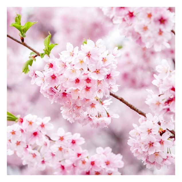 Carta parati rosa Fioriture di ciliegio giapponesi