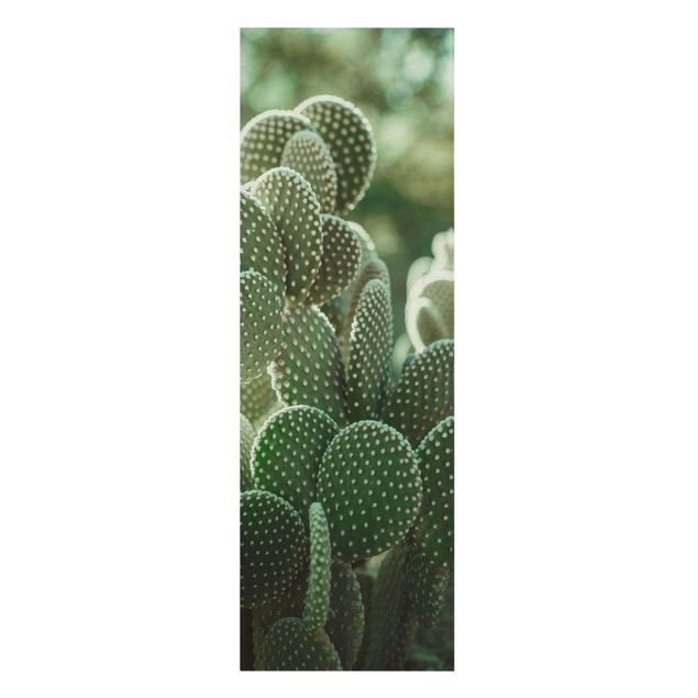 Quadri stampe Cactus