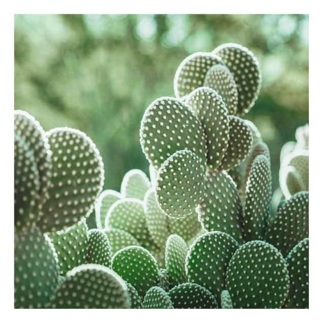 Quadri Cactus