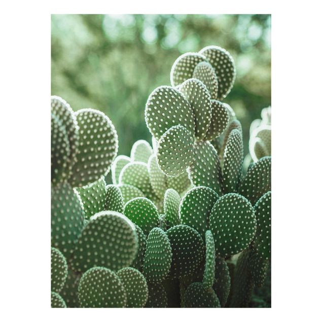 Quadri Cactus