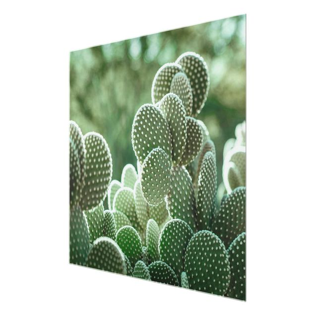Magnettafel Glas Cactus