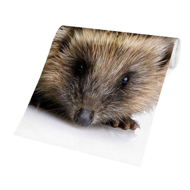 Carta da parati online Little Hedgehog