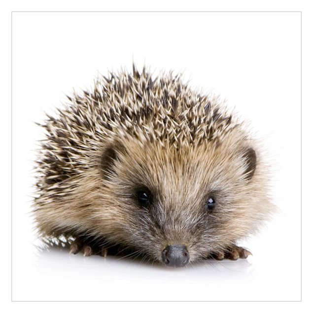 Carta da parati fotomurali Little Hedgehog