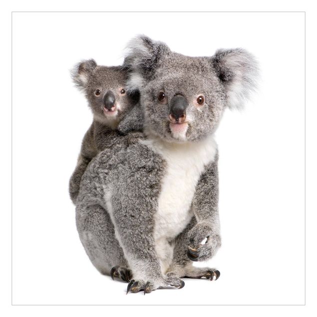 Carta da parati online Orsi Koala