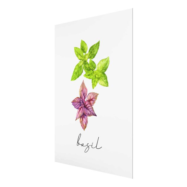 Magnettafel Glas Illustrazione di erbe aromatiche Basilico