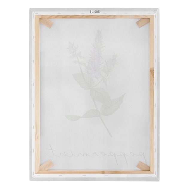 Quadro su tela - Illustrazione di erbe aromatiche menta piperita