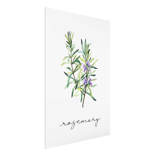 Quadri di fiori Illustrazione di erbe Rosmarino