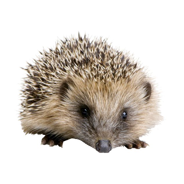 Adesivi per finestre con animali No.156 Little Hedgehog