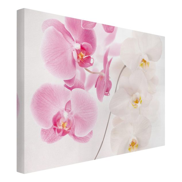 Quadro moderno Orchidee delicate