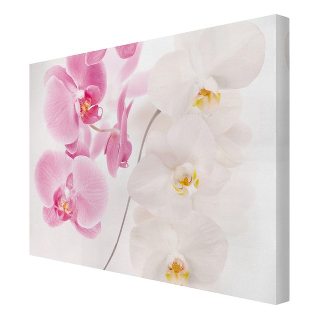 Quadro floreale Orchidee delicate